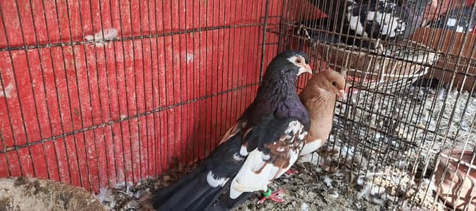 Latha qasid male pishori female