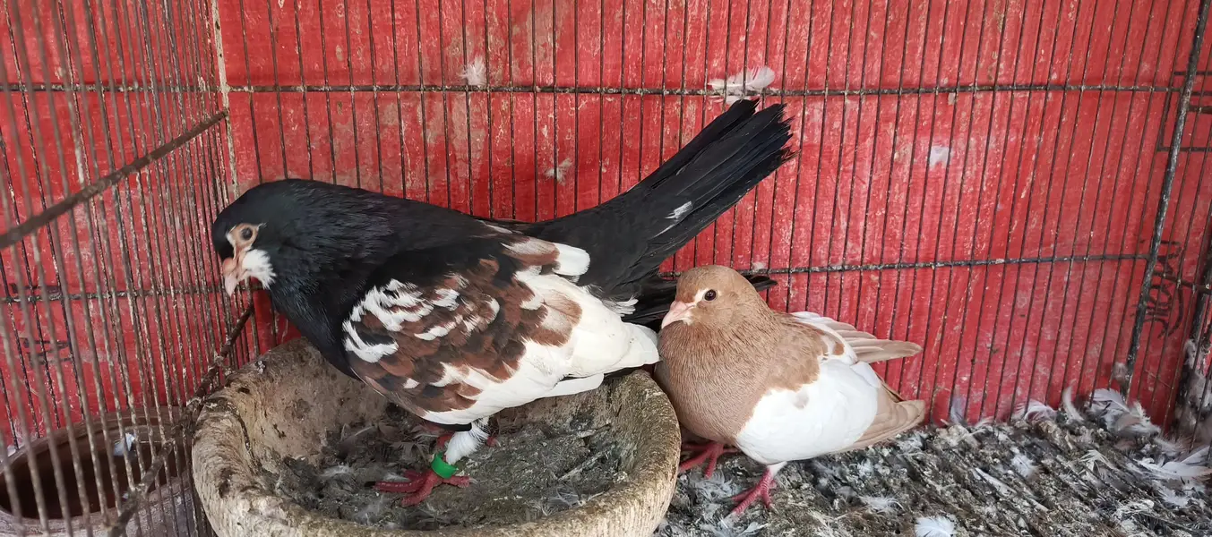 Latha qasid male pishori female — photo 3