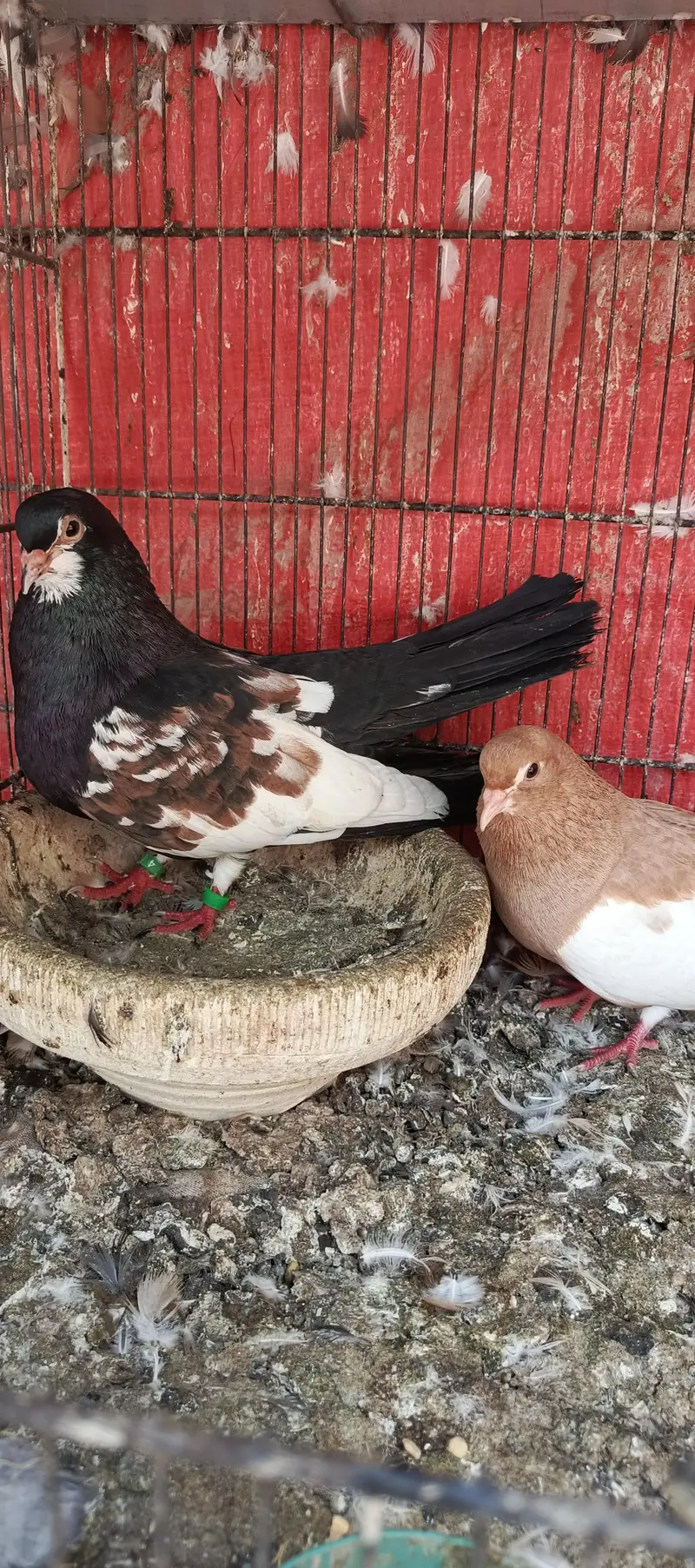 Latha qasid male pishori female — photo 4