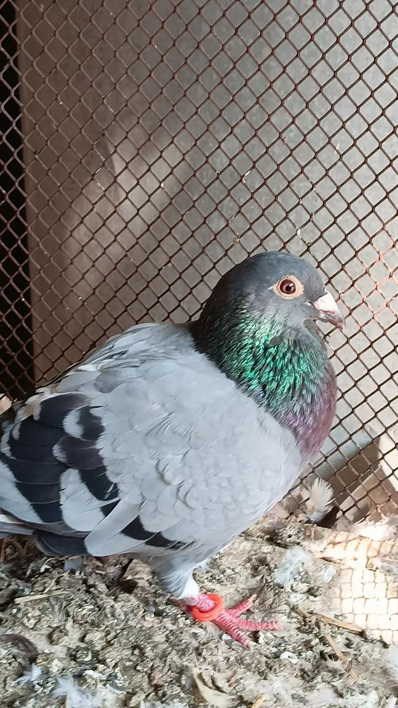 Latha qasid male pishori female — photo 5