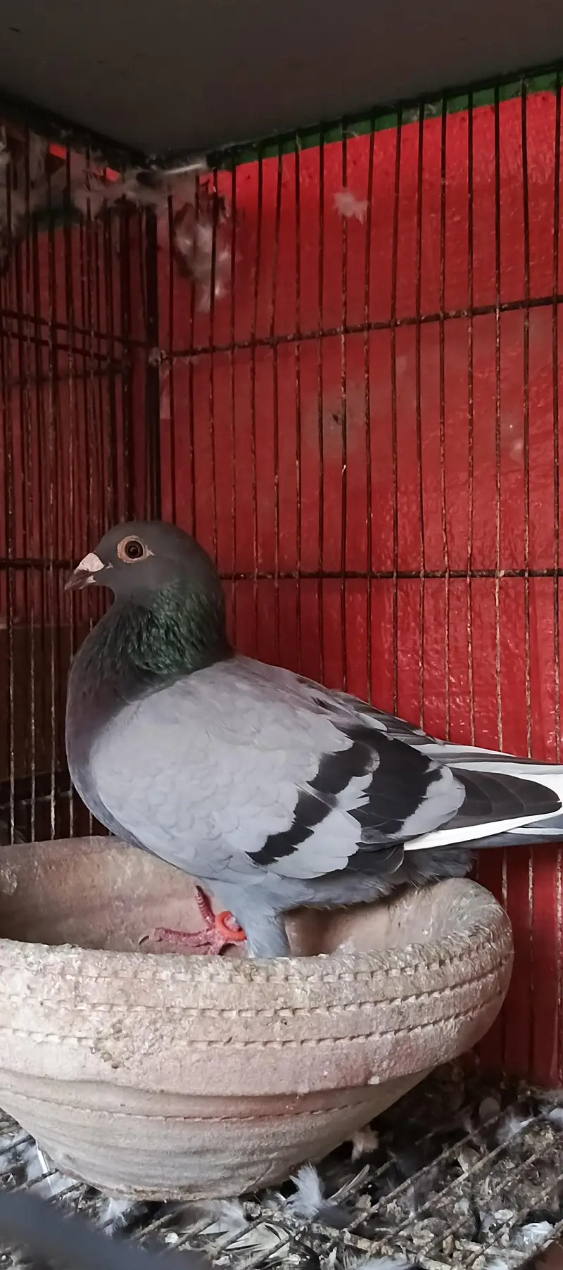 Latha qasid male pishori female — photo 6