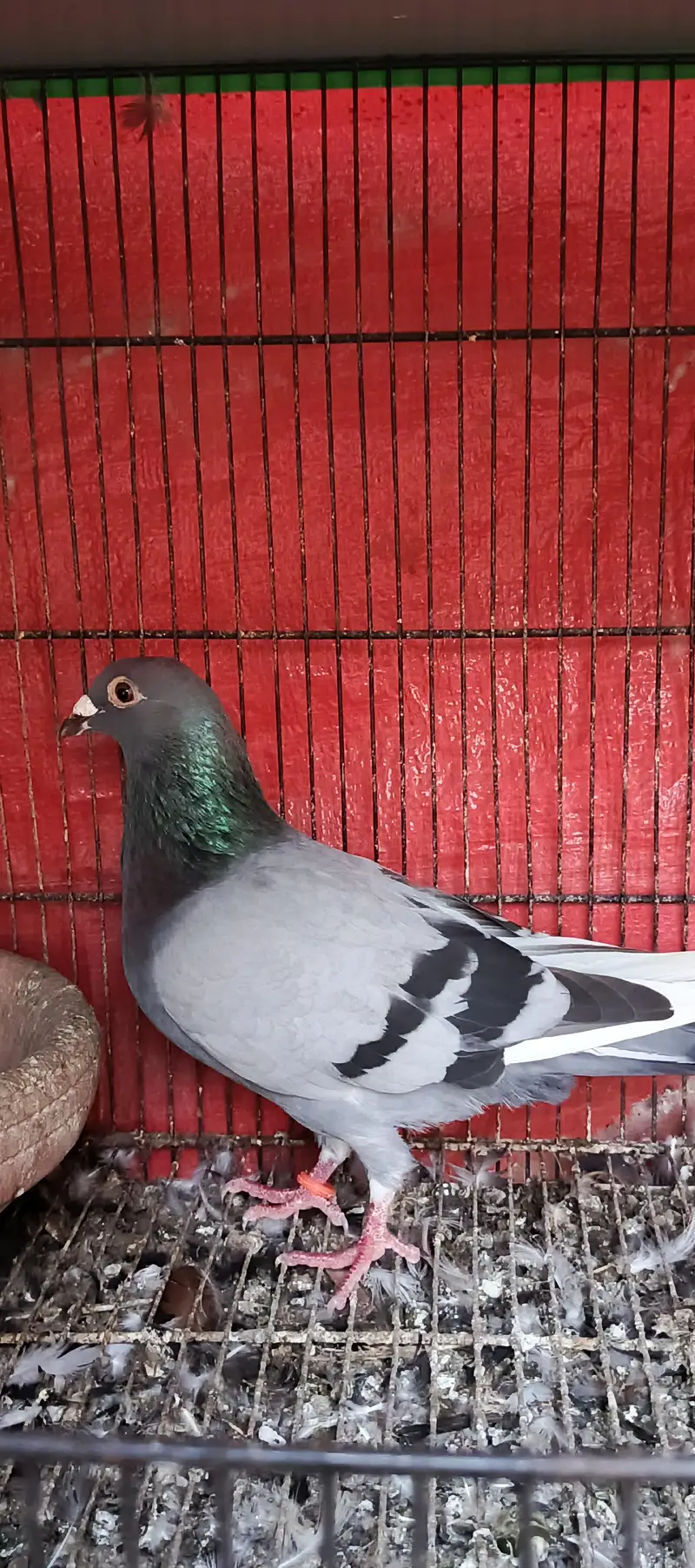 Latha qasid male pishori female — photo 7