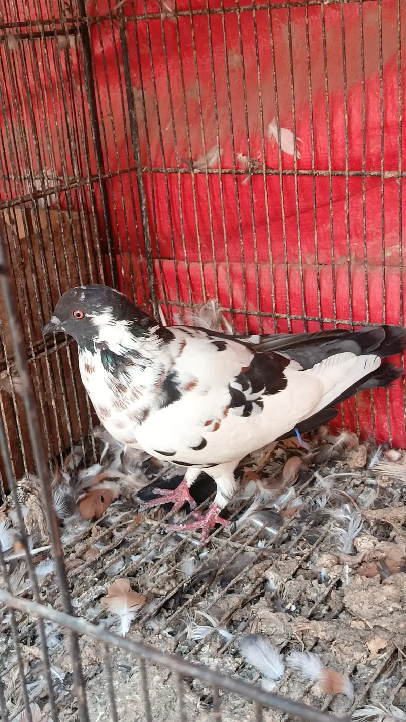 Latha qasid male pishori female — photo 8