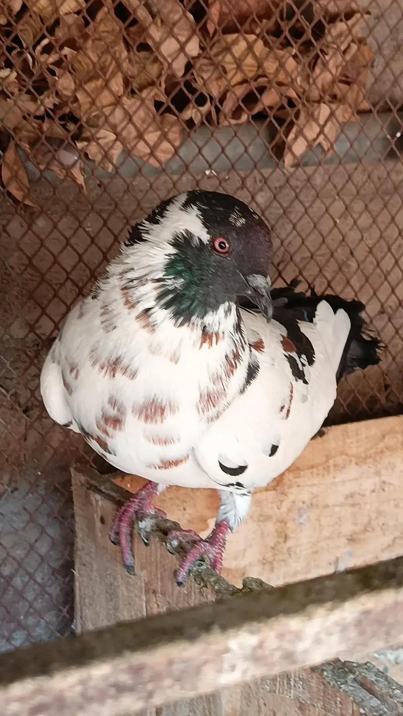 Latha qasid male pishori female — photo 9