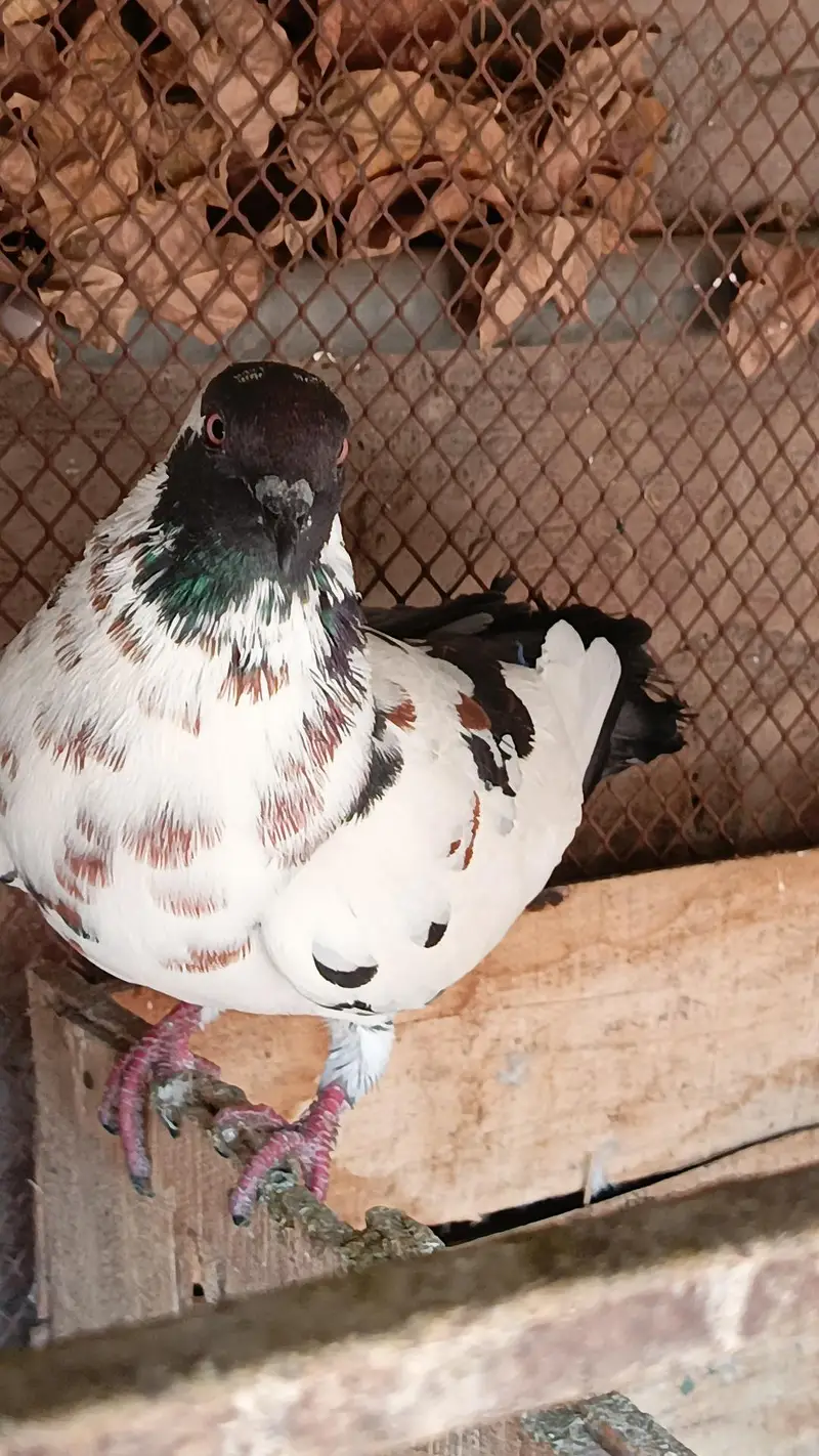 Latha qasid male pishori female — photo 10