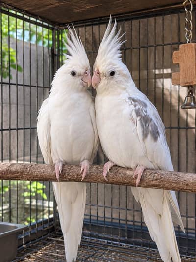 Cockteil Beautiful pair