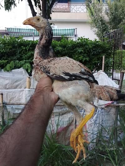 Shamo, Lasani, Cheena, java, mushqa chicks for sale.