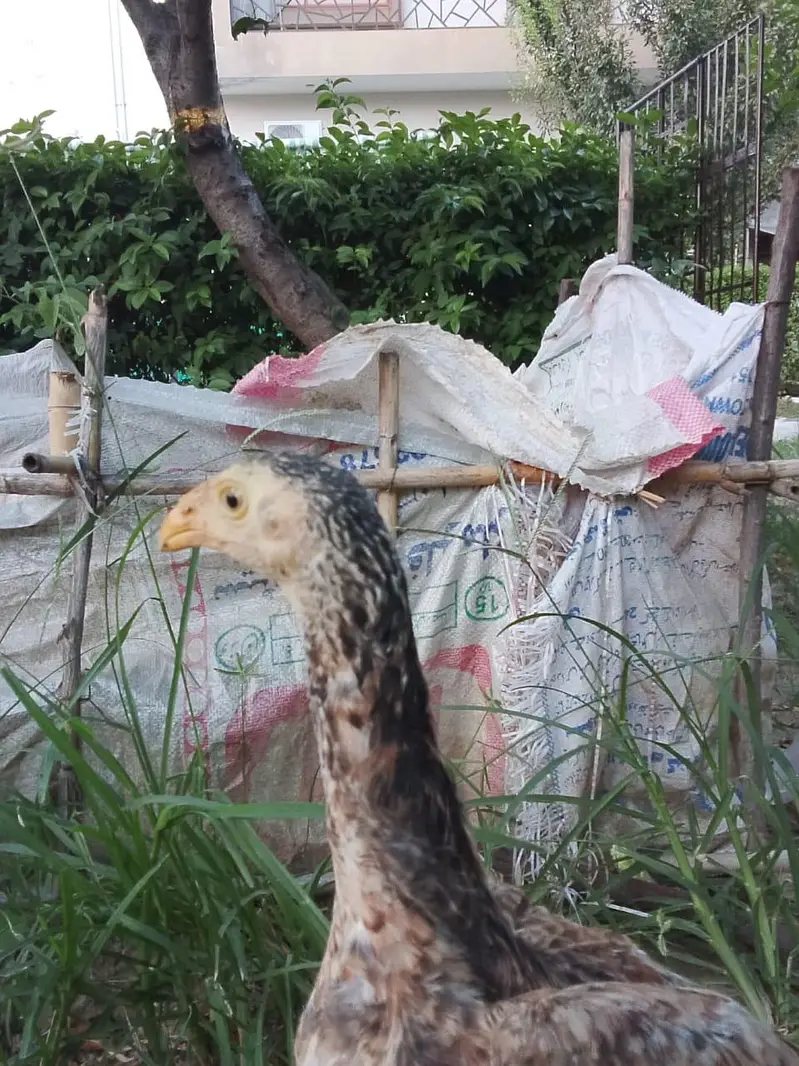 Shamo, Lasani, Cheena, java, mushqa chicks for sale. — photo 2
