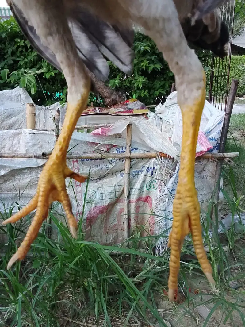 Shamo, Lasani, Cheena, java, mushqa chicks for sale. — photo 3