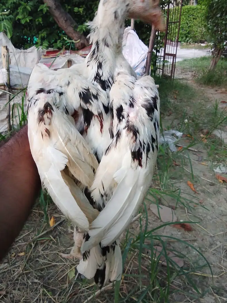 Shamo, Lasani, Cheena, java, mushqa chicks for sale. — photo 5
