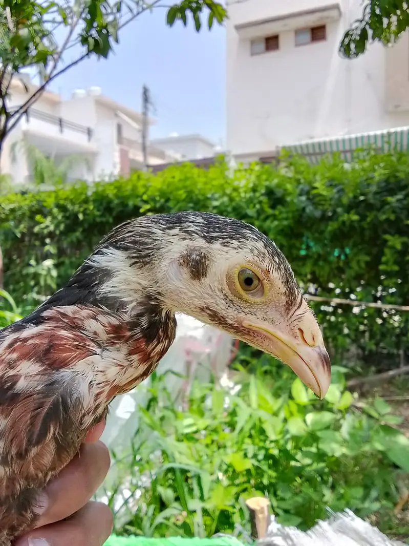 Shamo, Lasani, Cheena, java, mushqa chicks for sale. — photo 7