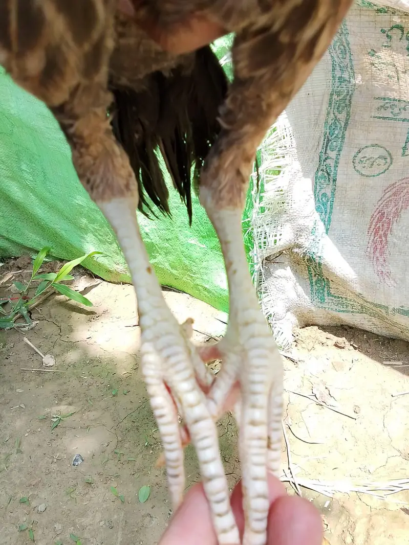 Shamo, Lasani, Cheena, java, mushqa chicks for sale. — photo 8