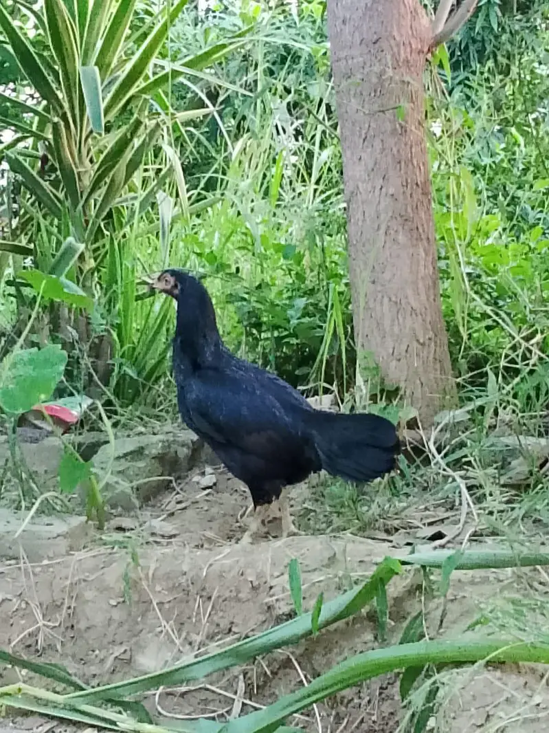 Shamo, Lasani, Cheena, java, mushqa chicks for sale. — photo 11