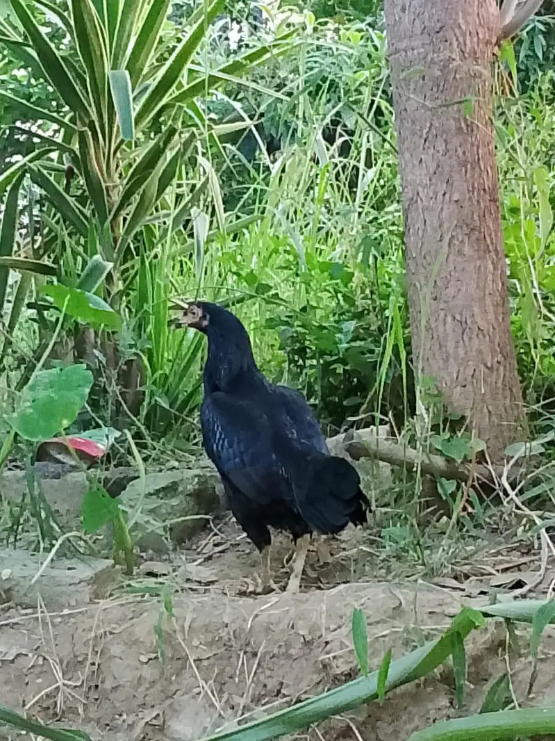 Shamo, Lasani, Cheena, java, mushqa chicks for sale. — photo 12