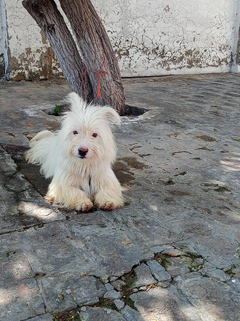 Russian dog 1