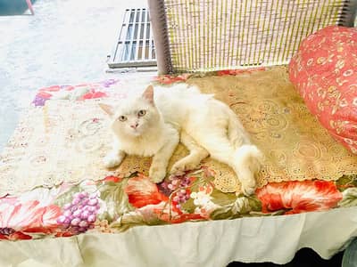 whitepersian cat
