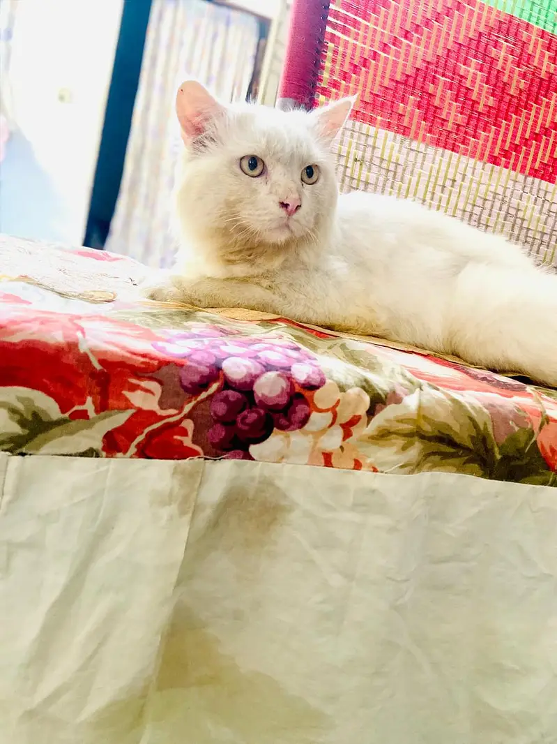 whitepersian cat — photo 2