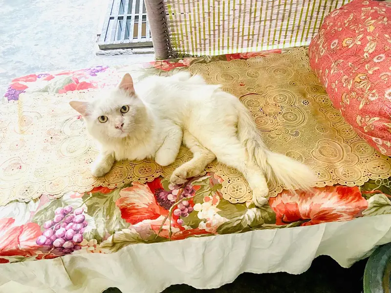 whitepersian cat — photo 3