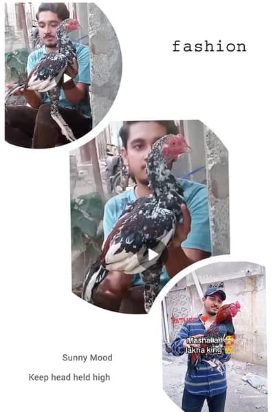 pure mainwali aseel phatta last main father pic ha