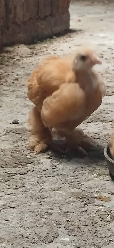 Golden heavy buff/black heavy buff/ silkie chiks age 1.5 month