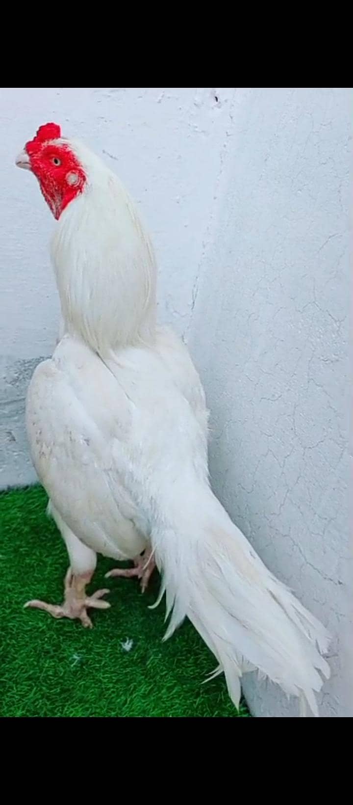 paper white 11