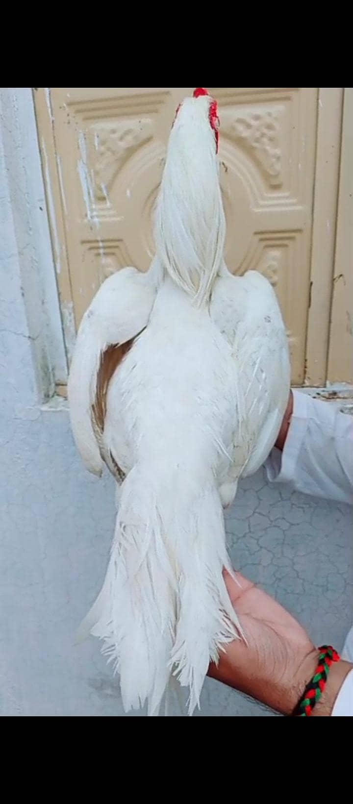 paper white 13