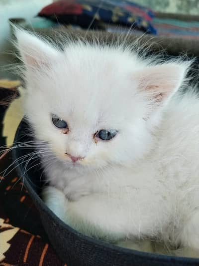 White kitten