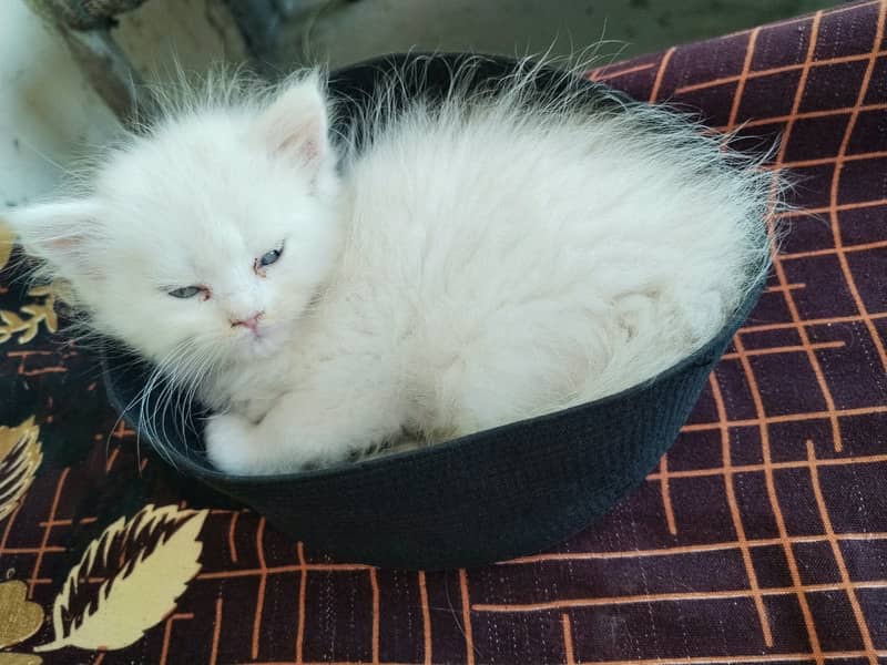 White kitten 1