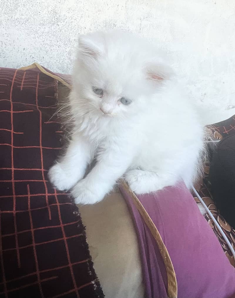 White kitten 2