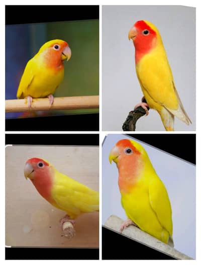 Parrot