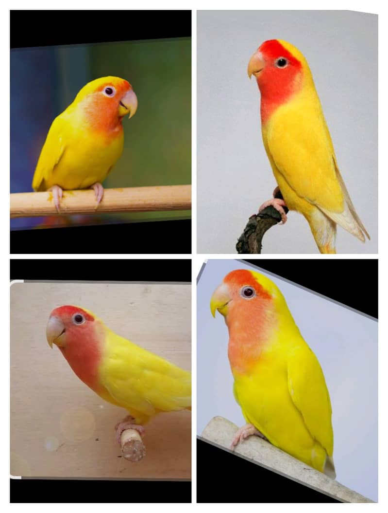 Parrot 0