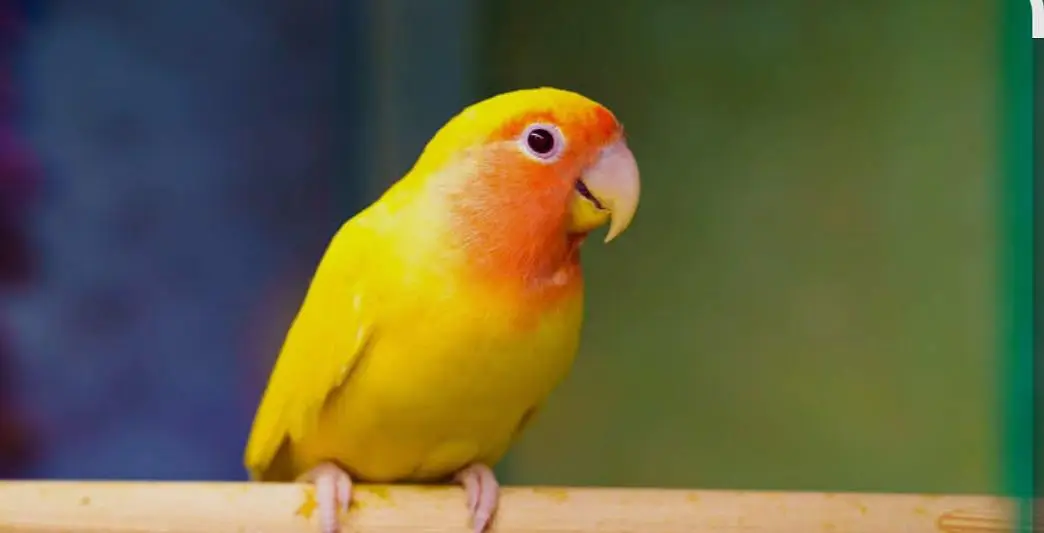 Parrot — photo 2