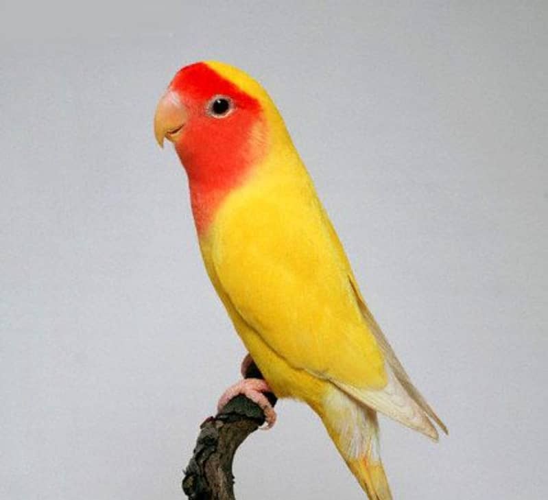 Parrot 2