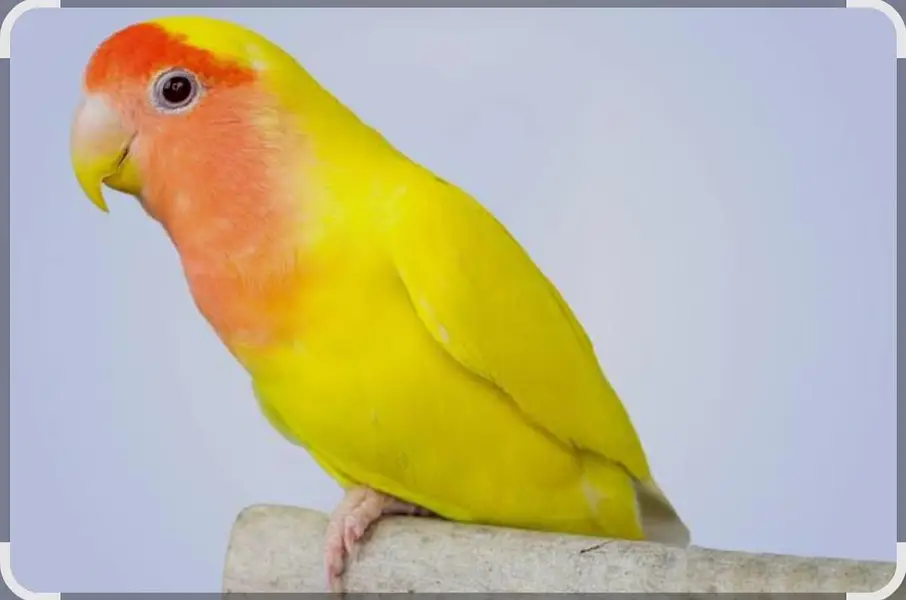 Parrot — photo 4