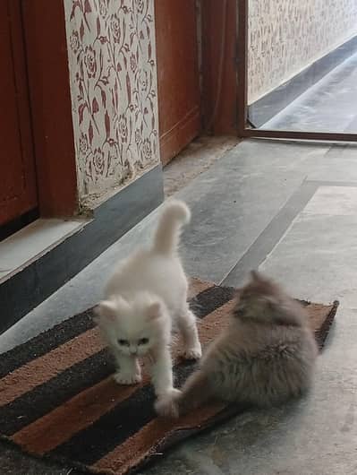Tripple coat persian kittens for sale