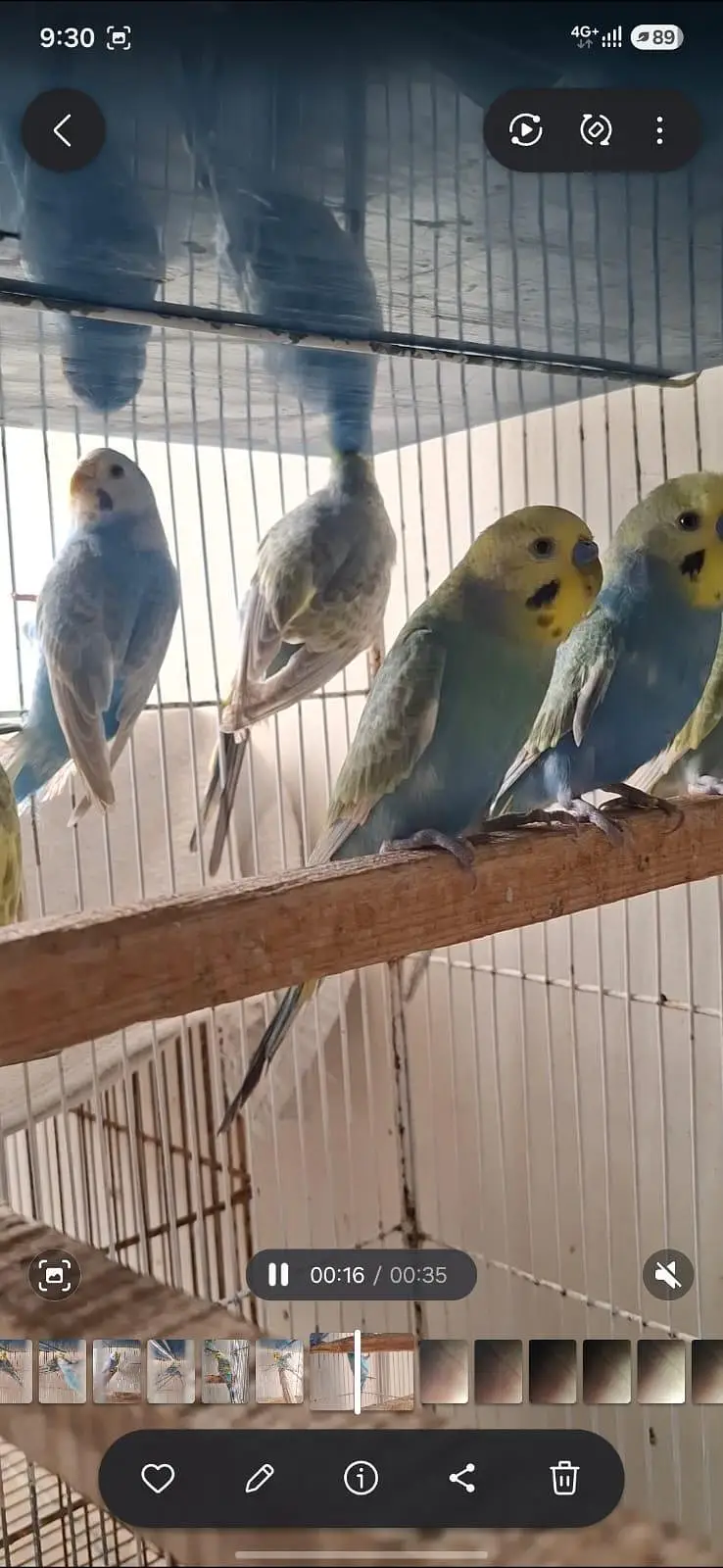 RAINBOW BUDGIES — photo 2