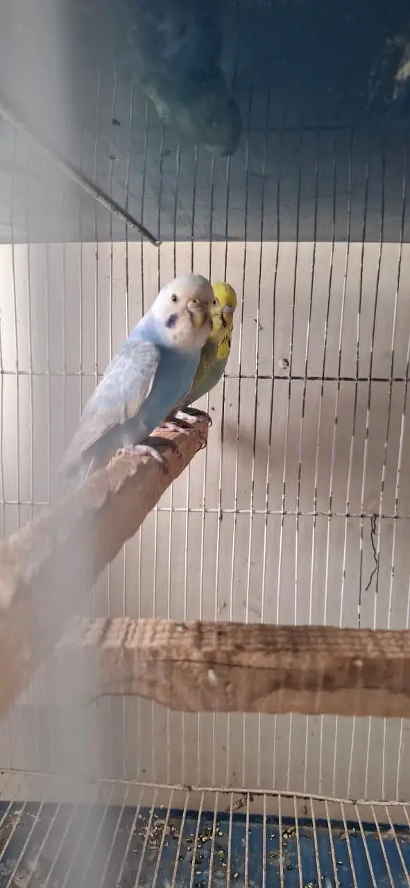 RAINBOW BUDGIES — photo 3