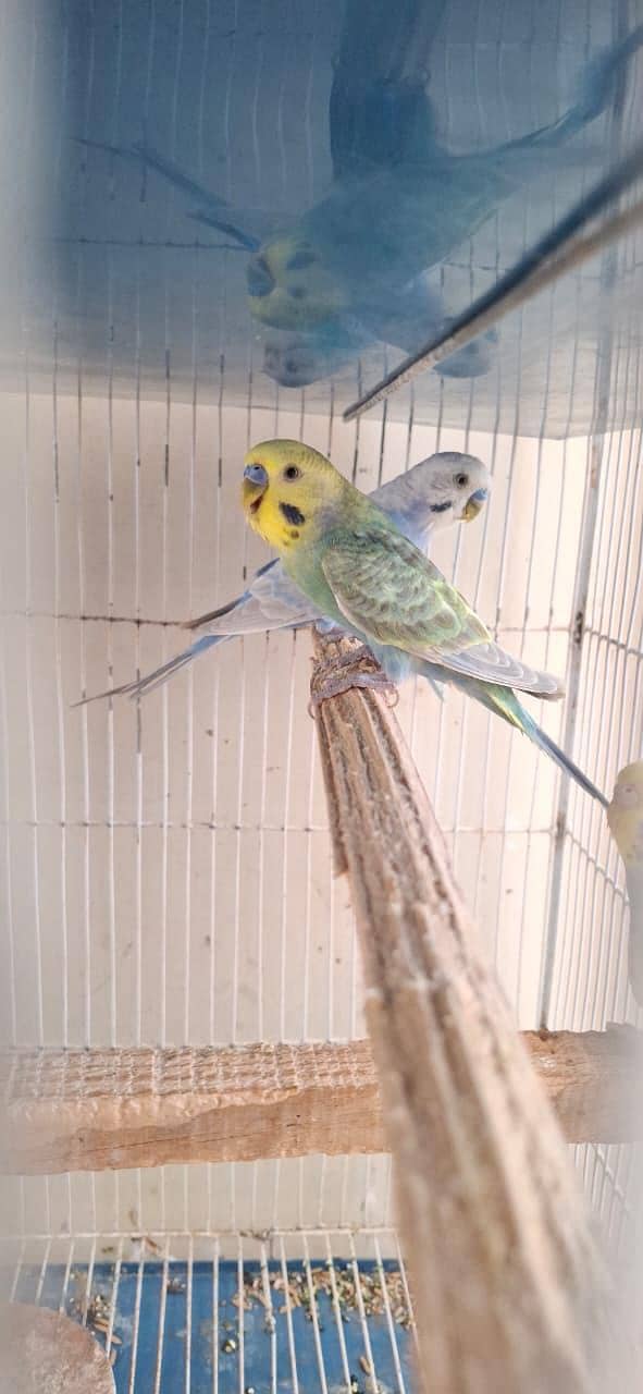 RAINBOW BUDGIES 3