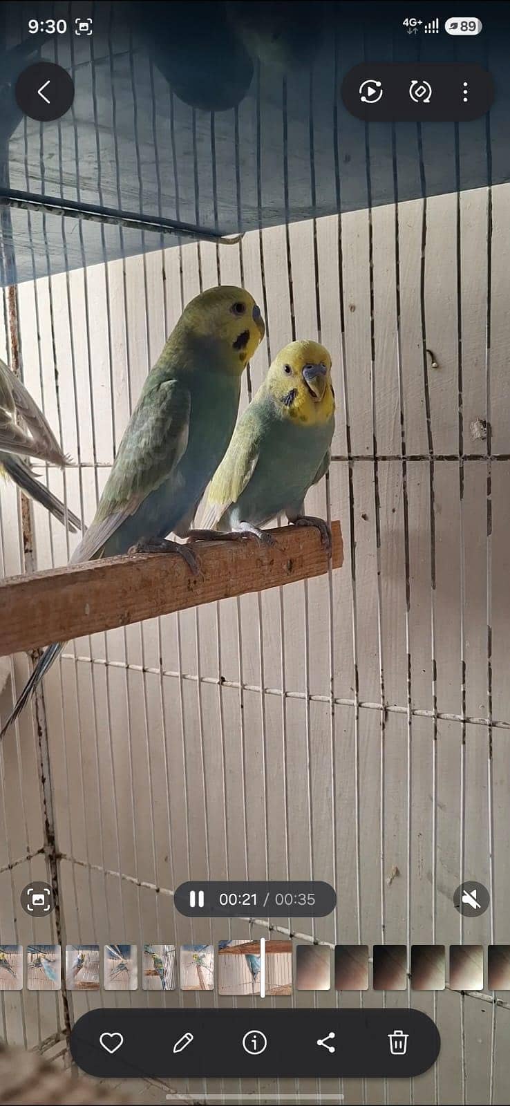 RAINBOW BUDGIES 4