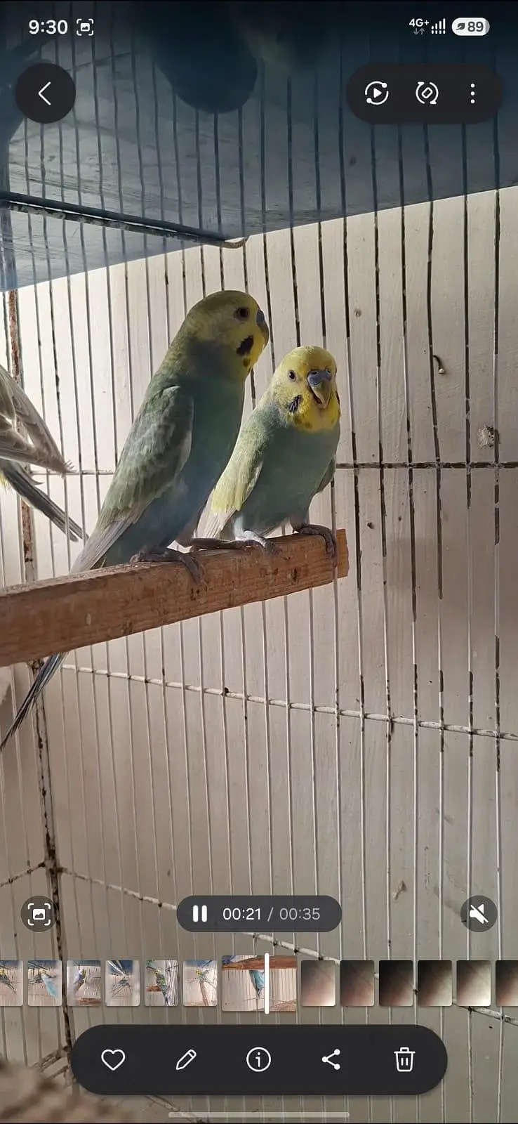 RAINBOW BUDGIES — photo 5