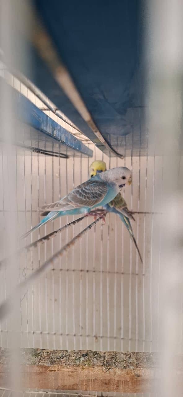 RAINBOW BUDGIES 5