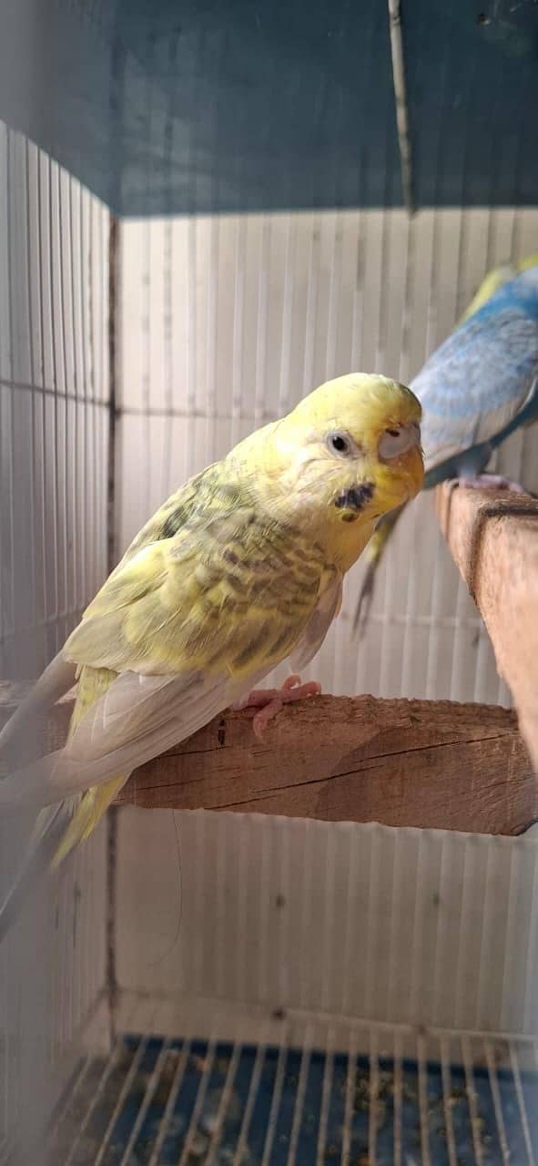 RAINBOW BUDGIES 7