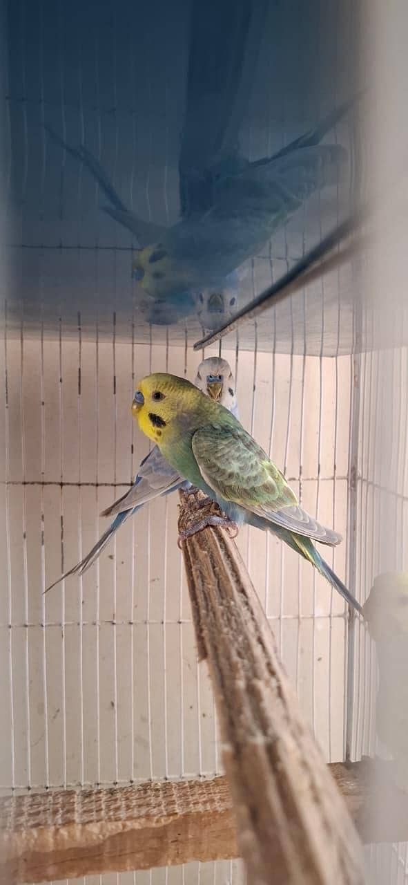 RAINBOW BUDGIES 10