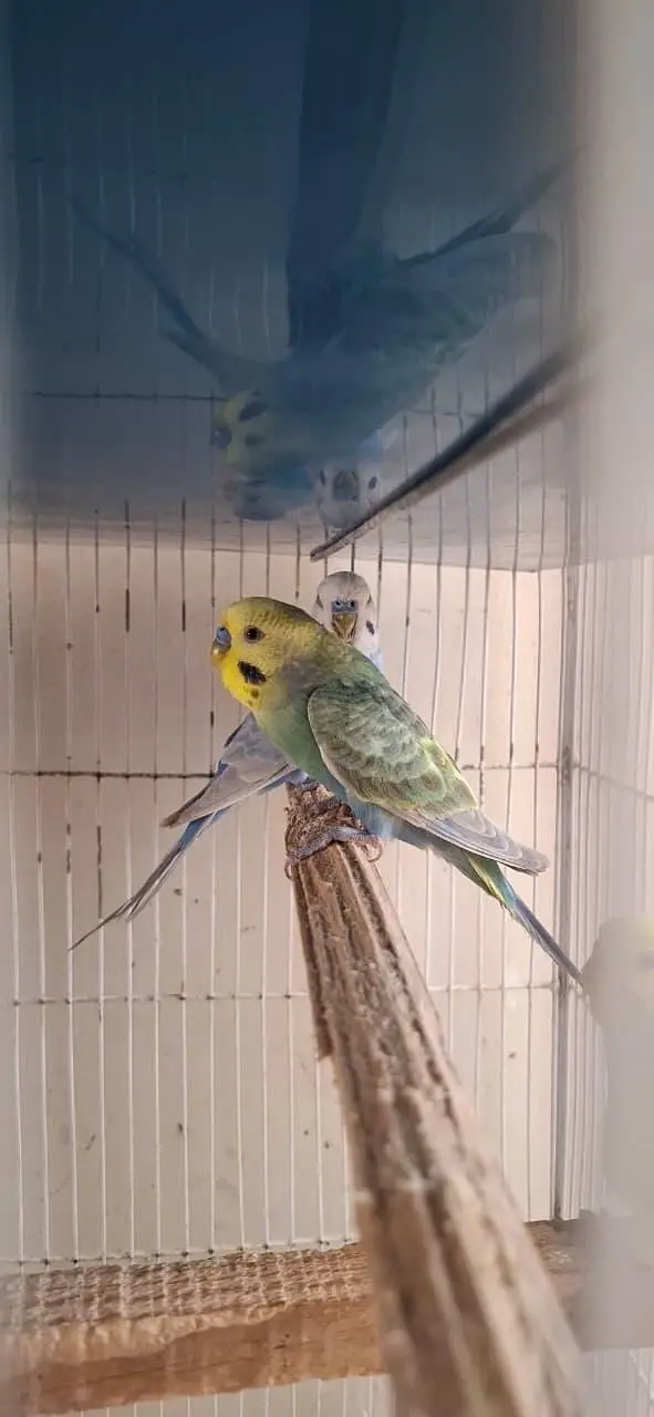 RAINBOW BUDGIES — photo 11