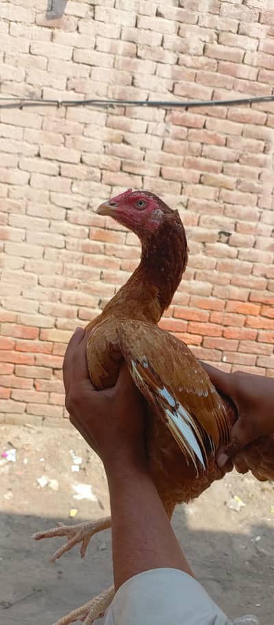 Young Aseel Female Mian wali