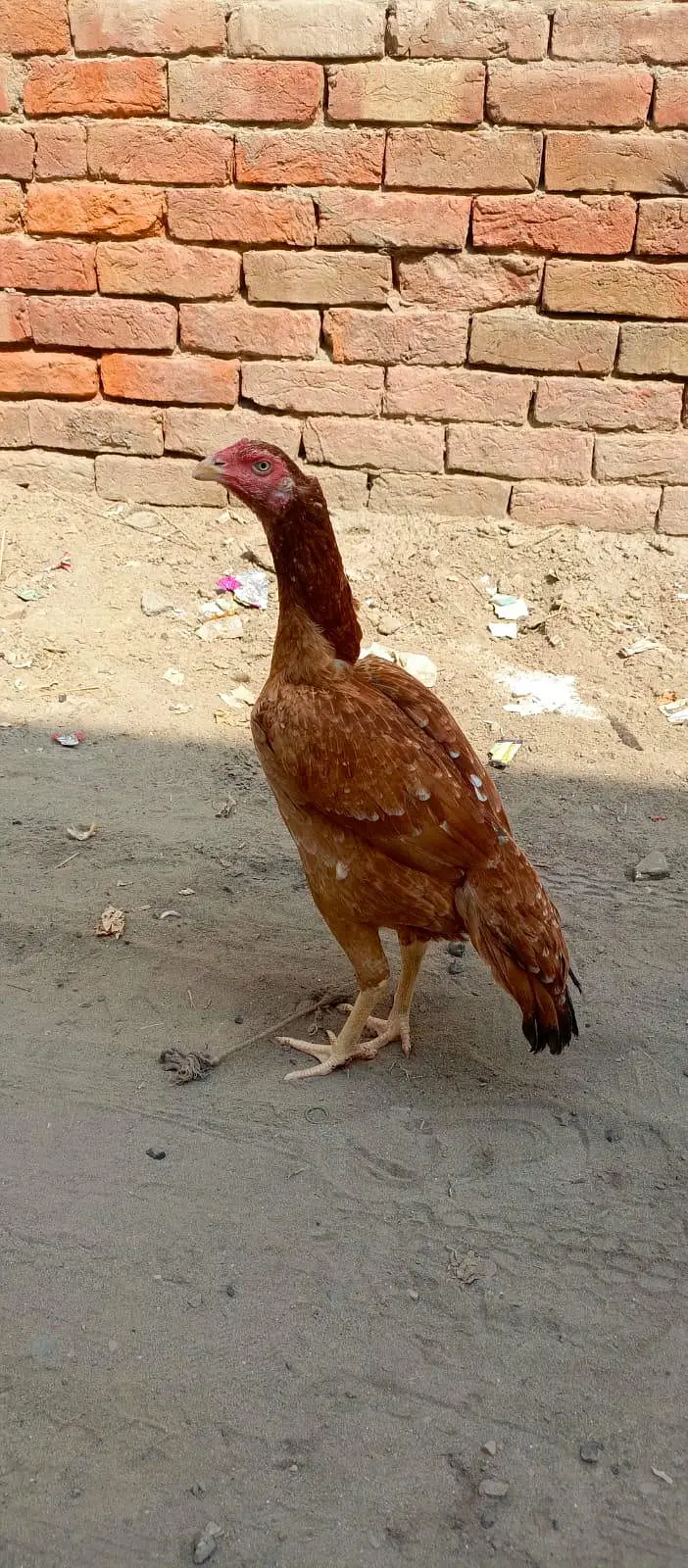 Young Aseel Female Mian wali — photo 3