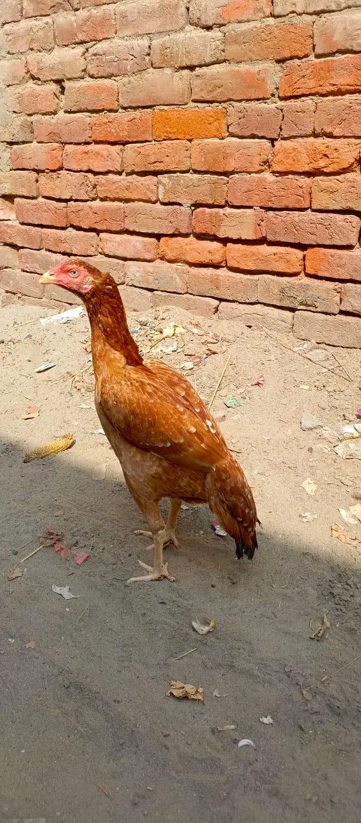 Young Aseel Female Mian wali — photo 4