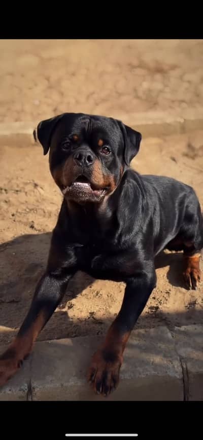 Rotwiller 6 month male