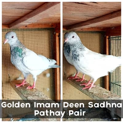 Golden Imam Deen Sadhnay Pathay & Silver Bajrai Male For Sale