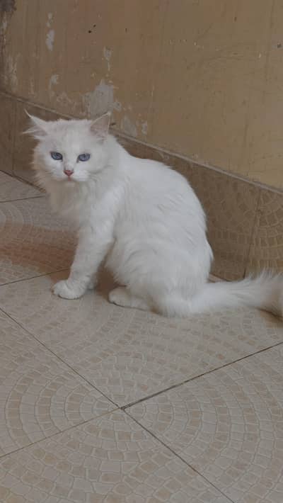 Persian